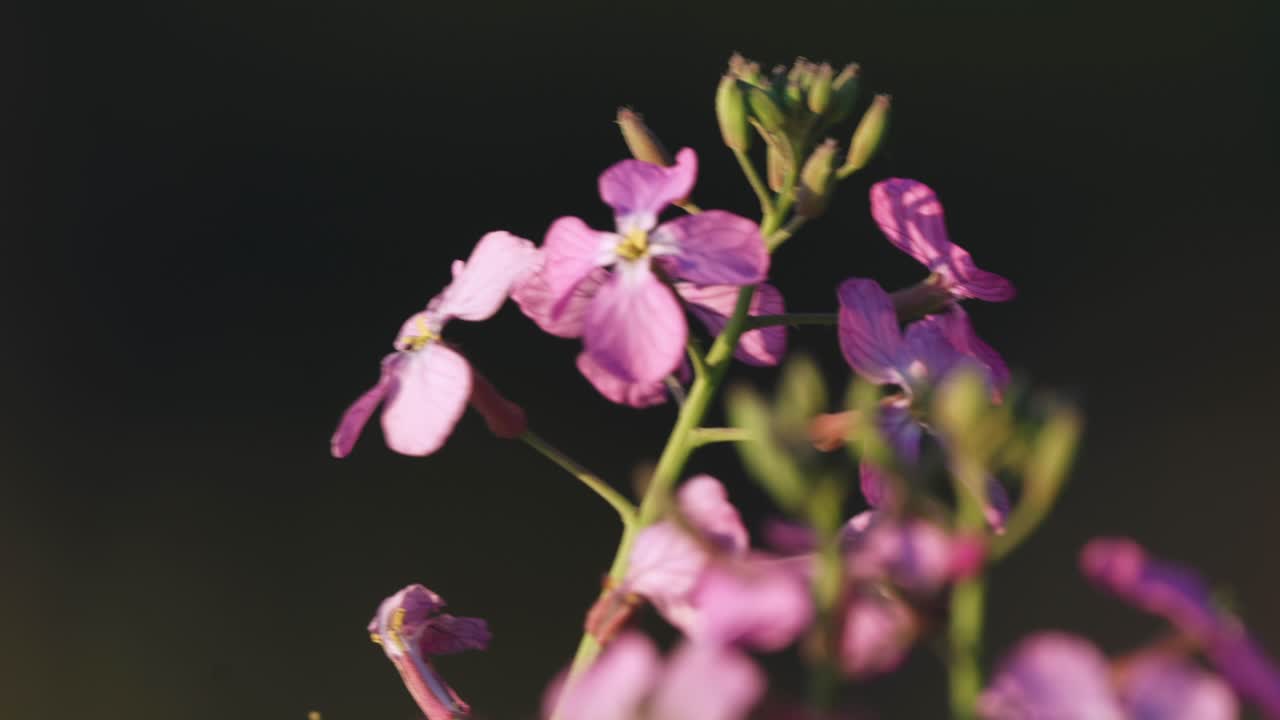 Vill, rosa månefiol som beveger seg i vinden, vårblomst om morgenen.