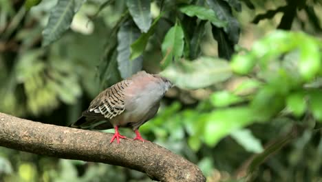 pigeon in nature