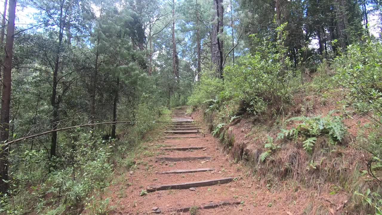 Hiking trail in a lush forest with wooden stairs