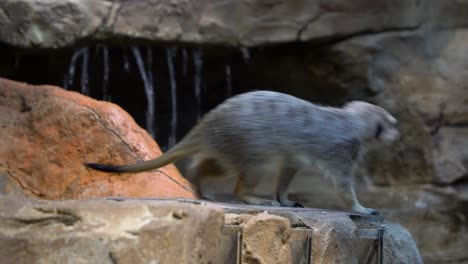 Gracioso-Meercat-Comiendo-Rápidamente-Comida-Dada-Por-Personas-De-Una-Cuchara-Larga-De-Madera-En-Zoolung-Zoo-En-Corea-Del-Sur