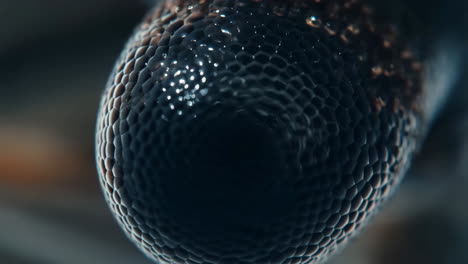 macro close-up of a compound eye