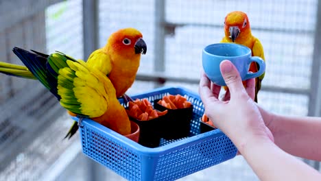 sun conures engage with a blue cup