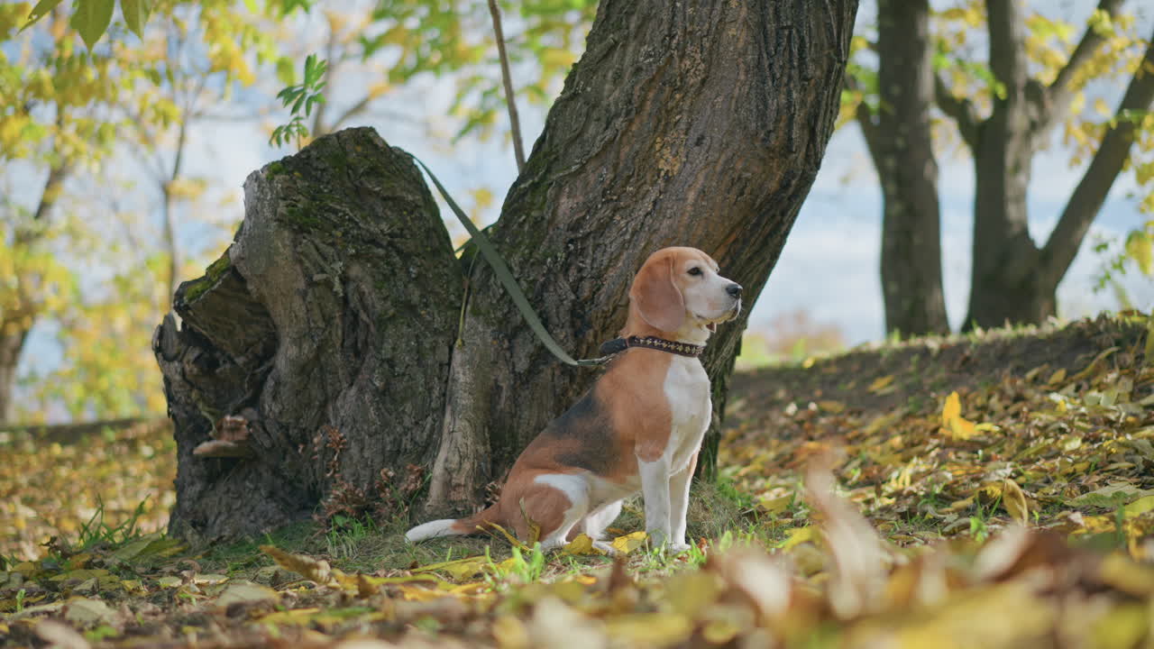 side view of thoughtful beagle dog calmly sitting near large tree trunk with leash attached, surrounded by flying autumn leaves in forest setting under bright sky and golden seasonal foliage