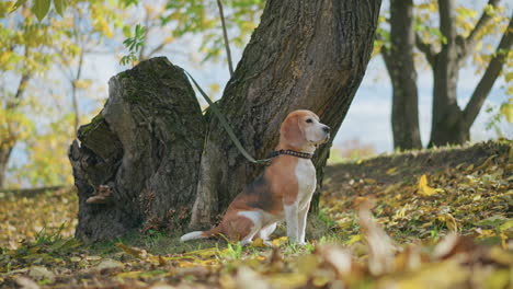 side view of thoughtful beagle dog calmly sitting near large tree trunk with leash attached, surrounded by flying autumn leaves in forest setting under bright sky and golden seasonal foliage