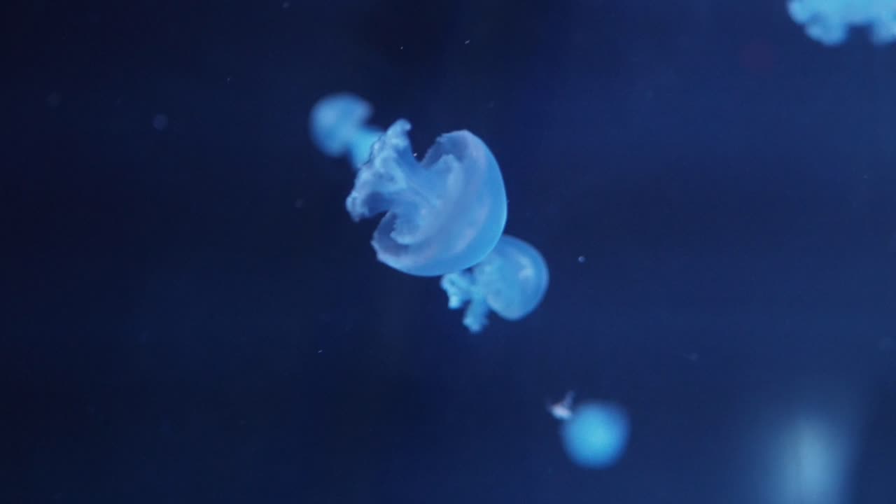 Primo piano di meduse che nuotano con grazia nella luce blu scuro dell'acquario.