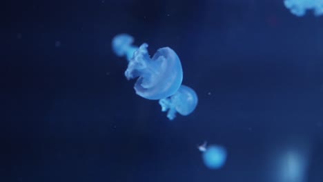 close-up of jellyfish swimming gracefully in dark blue aquarium light.