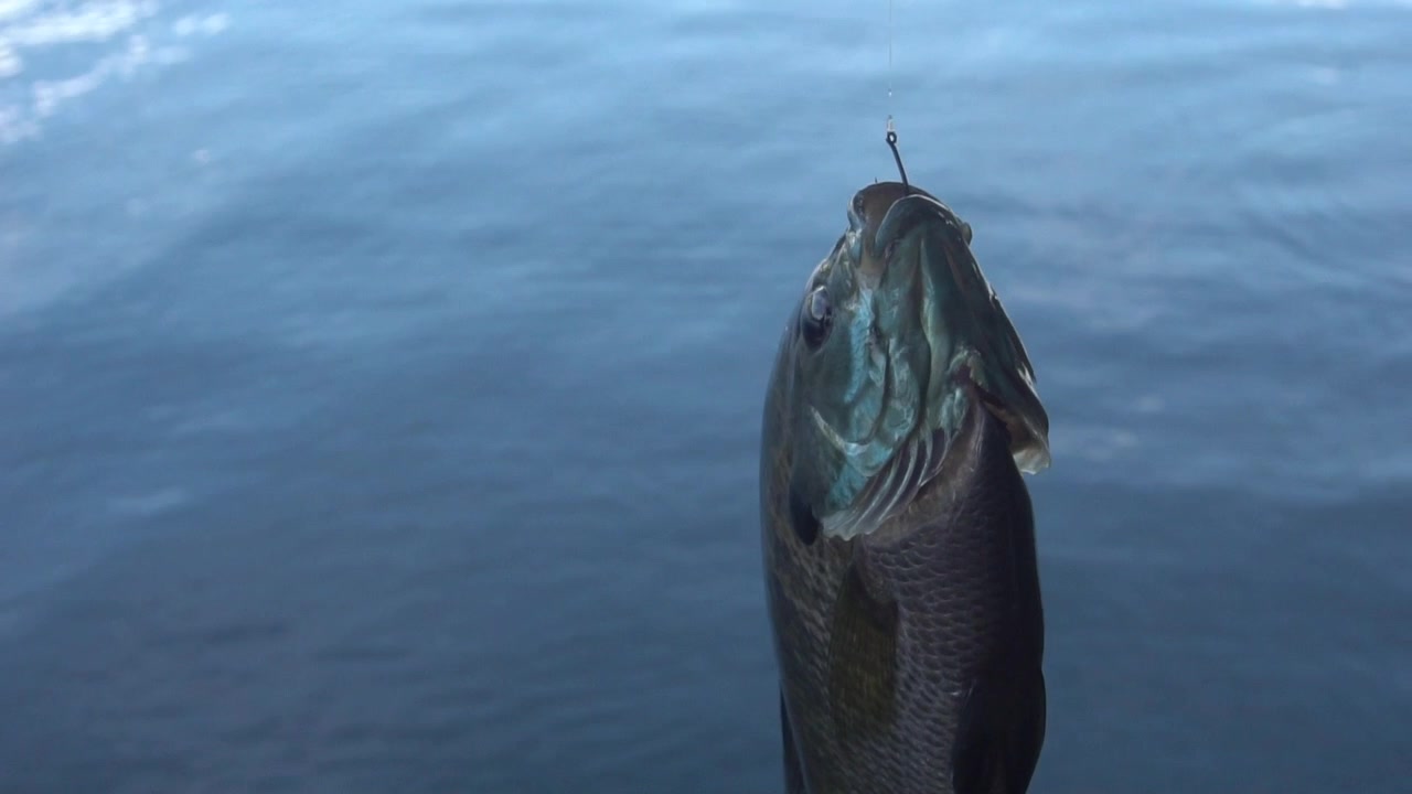 Pesce catturato all'amo nel lago