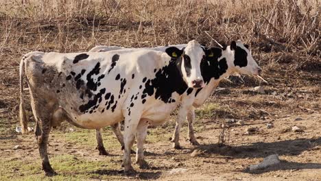 cows, calves, sheep and goats walking and feeding grass in the village fields