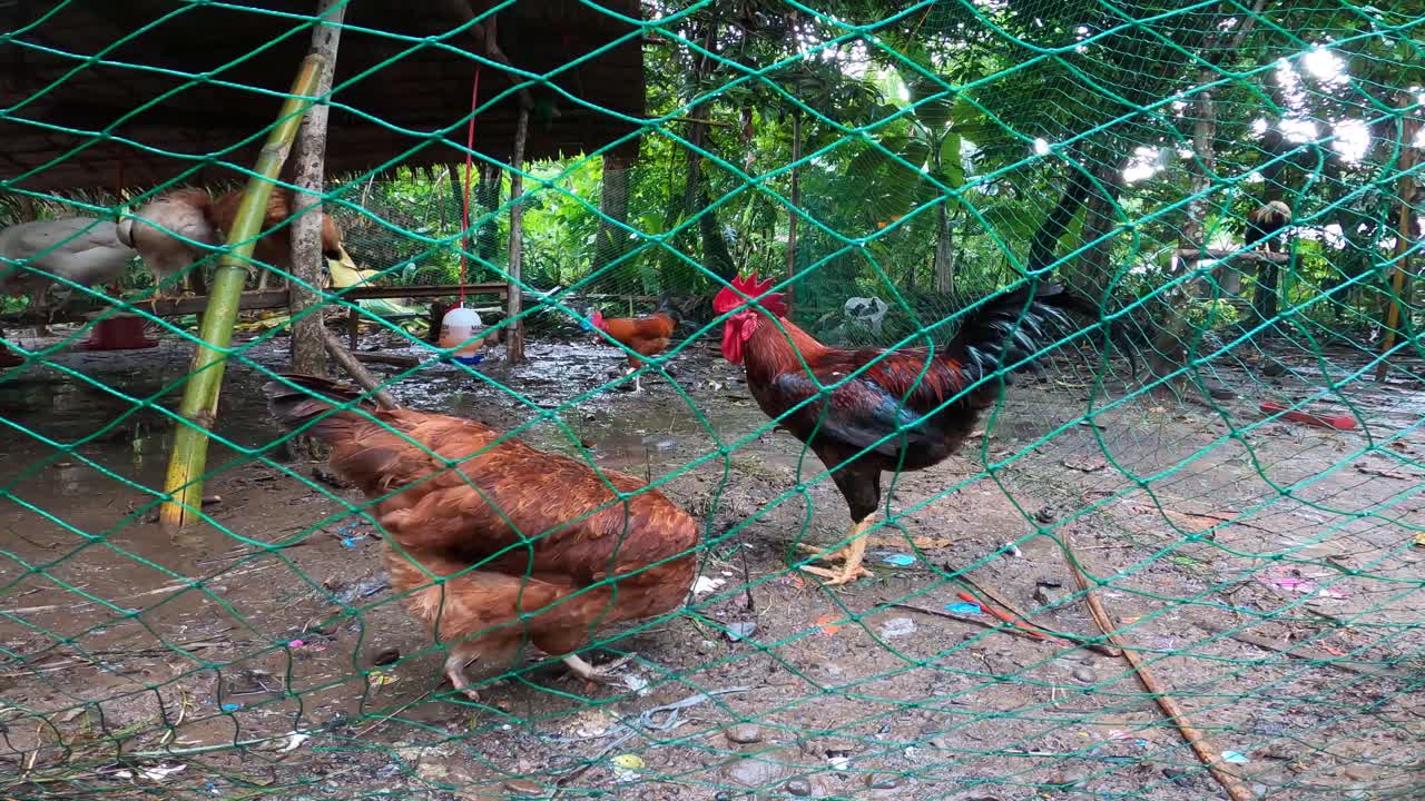 gallinas y gallos en su corral -cerrar