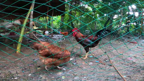 hens and roosters in their pen -close up