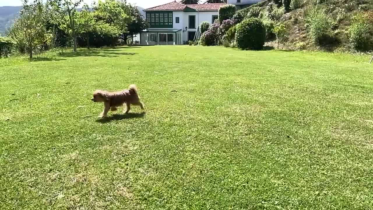 perro cruzando el patio trasero de una casa de campo