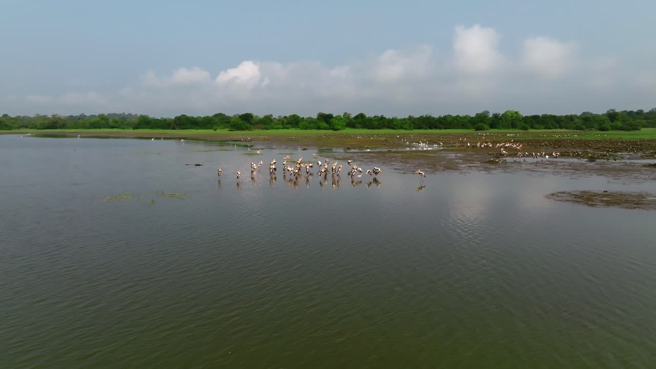 Group of painted storks in Sri Lanka stand in the shallows, surrounded by pelicans and egrets on mud and water
