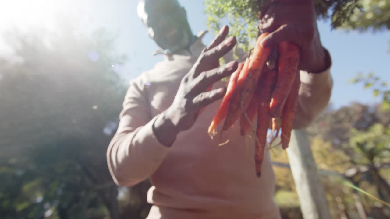 Homem afro-americano idoso e feliz colhendo vegetais em uma horta ensolarada, em câmera lenta.
