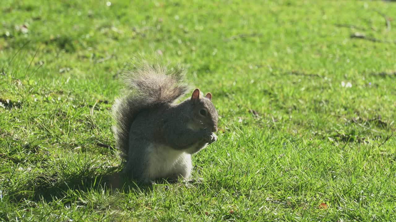 Scoiattolo grigio che si nutre di noci in una soleggiata giornata primaverile.
