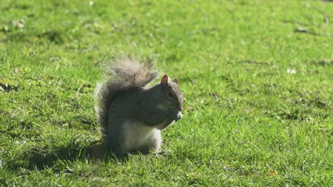 Gray-Squirrel-feeding-on-nuts-food,-in-spring-sunny-day