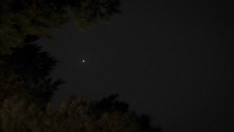 Branches-of-trees-with-moving-stars-at-night-in-dark-sky