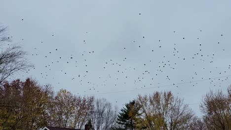 enorme bandada de pájaros volando rápido sobre casas y árboles, migrando colectivamente