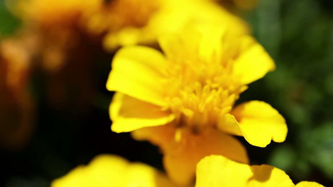 A bee actively collects nectar from a vivid yellow marigold flower, showcasing close-up details of its interaction.