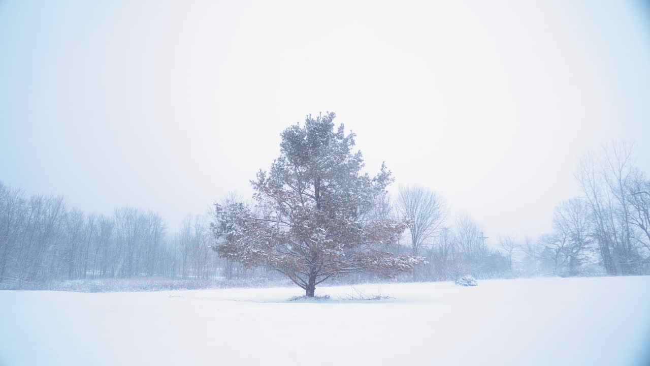 노란색과 오렌지색의 바늘이 있는 고독한, 키가 큰 소나무는 눈이 많이 내리는 동안 멀리 있는 바론 나무와 함께 넓은 야드에 있습니다.
