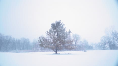 lone, tall pine tree with yellow and orange needles in a large open yard with baron trees in the distance during a heavy snow