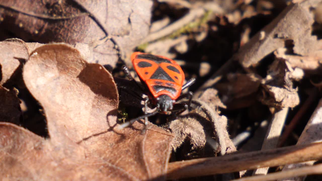 foto macro de un insecto de fuego rojo arrastrándose sobre hojas marrones en un bosque