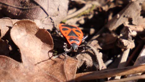 photo macro d'un insecte de feu rouge rampant sur des feuilles brunes dans une forêt