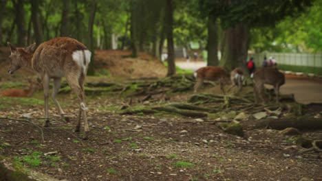 Hirsch-Knabbert-Am-Hinterbein-Eines-Anderen-Hirsches-Im-Nara-Deer-Park