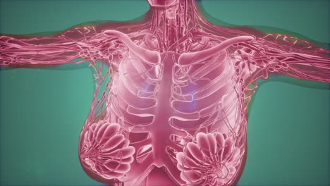 Mammogram-radio-imaging-for-breast-cancer-diagnosis