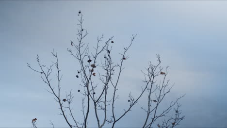 Time-lapse-of-tree-with-moving-clouds-behind