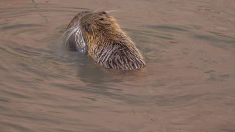 Two-beavers-play-in-a-river