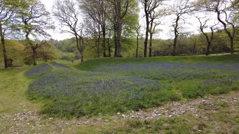 beautiful shot of a sea of bluebells at blackberry camp in devon england