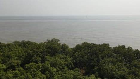 mangrove trees growing at the coastal area of samut prakan, successful reforestation program, thailand