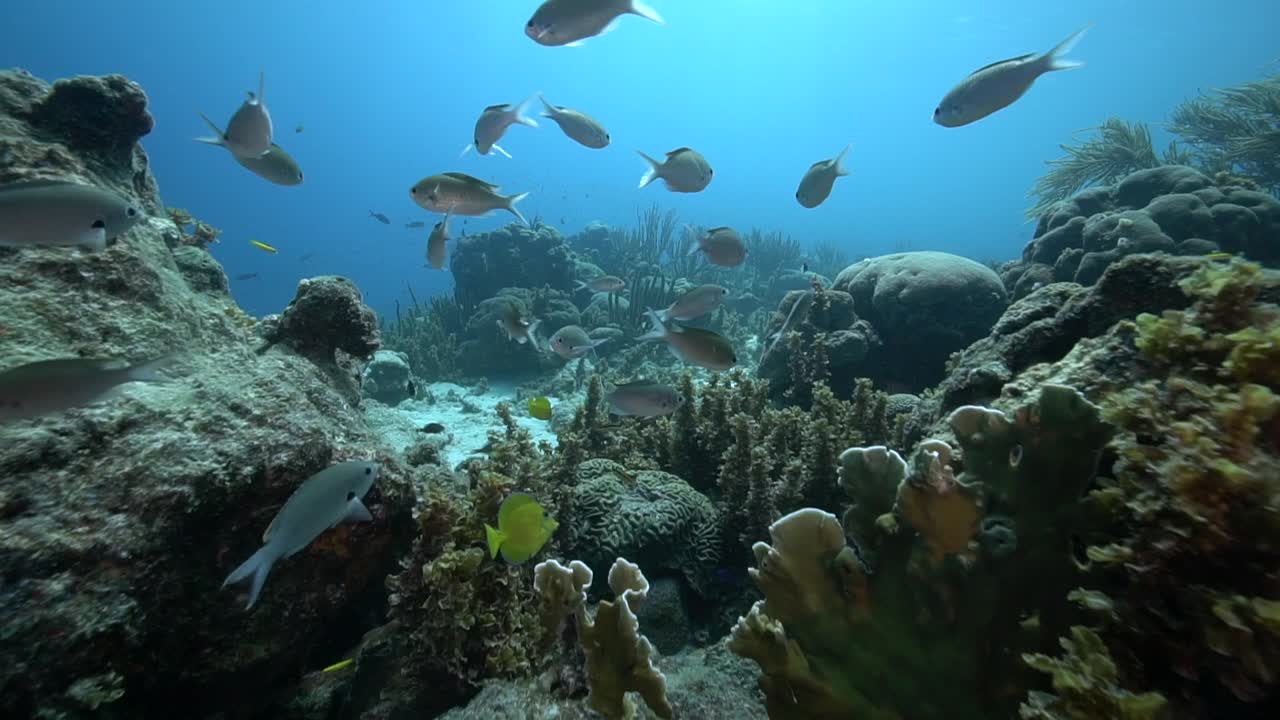 Camera glides over a muted Caribbean reef where hard and soft corals form layered shapes, small fish drifting through crevices under gentle ripples of clear, shallow water