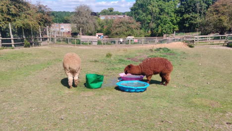 alpacas on animal farm in summer - wide shot