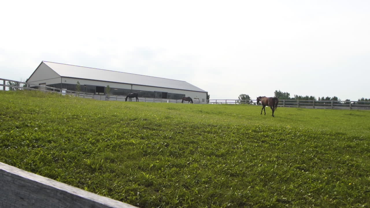 gran pasto para caballos verdes en una granja.