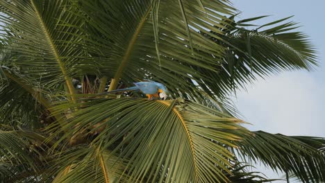 a colorful parrot perches on a tropical palm tree under a bright blue sky, kihaa
