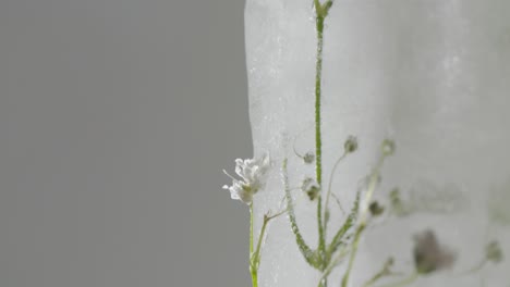 abstract macro shot of frozen flower