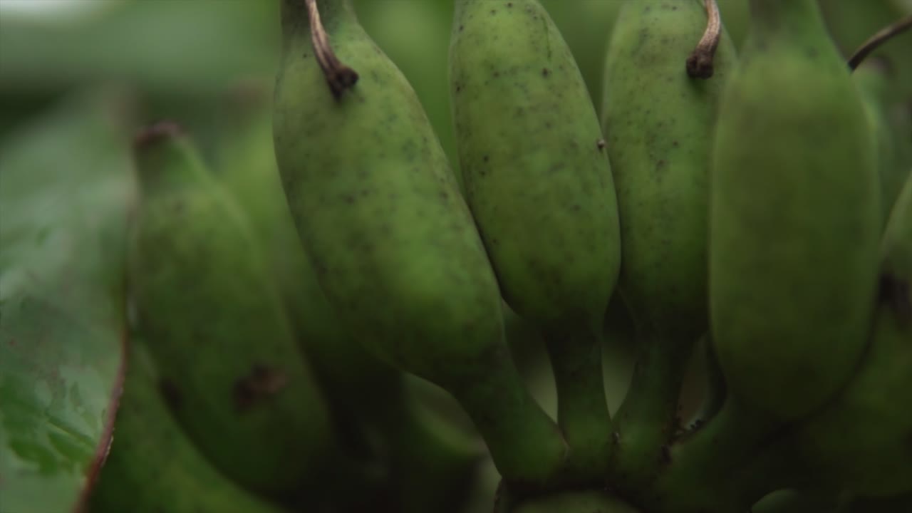 매크로 또는 줌 모드의 식물 구근