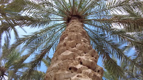 palm tree trunks and foliage in a date palm grove