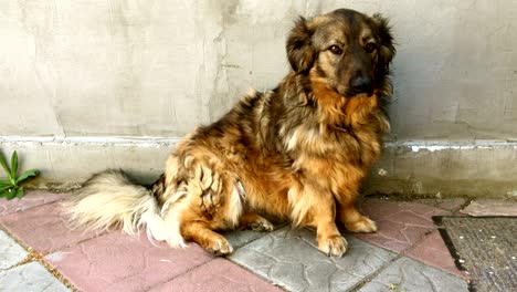 sad mongrel dog sits on the sidewalk near a gray wall.