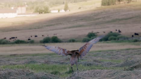 Blue-and-red-Sandhill-Crane-flaps-its-wings-and-plays-in-a-freshly-cut-field