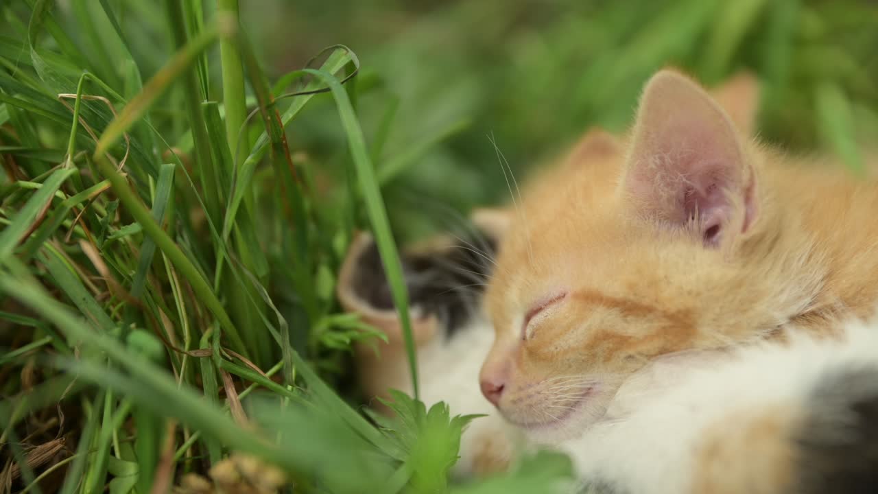 Primo piano di un gattino fulvo che dorme, con baffi e orecchie che fremono mentre sogna