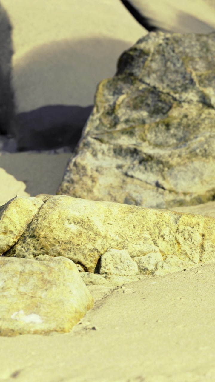 Lucertola che riposa sulle rocce in un deserto sabbioso durante un pomeriggio soleggiato.