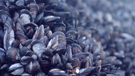 millions of mussels along the pacific coastline - focus pull from far to near with close up detail