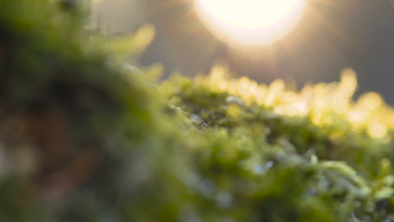 Sonnenstrahlen scheinen auf den moosbewachsenen Waldboden