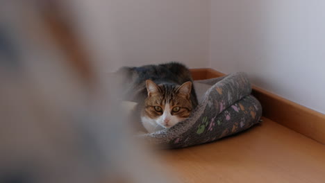 Dolly-right-shot-of-cute-tricolor-cat-lying-on-cozy-pet-bed-indoors-at-home