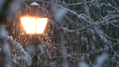 Duchas-De-Nieve-Junto-A-Una-Luz-De-La-Calle-En-La-Oscuridad-De-La-Noche-En-Los-Pinos-De-Un-Bosque-Con-Nieve-En-Las-Ramas