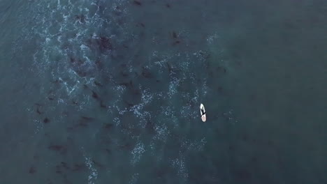 Straight-down-aerial-view-of-a-surfer-on-the-ocean-paddling-out-to-sea-to-catch-a-wave