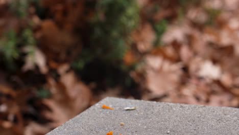 close up of a squirrel eating seeds before gingerly jumping out of frame