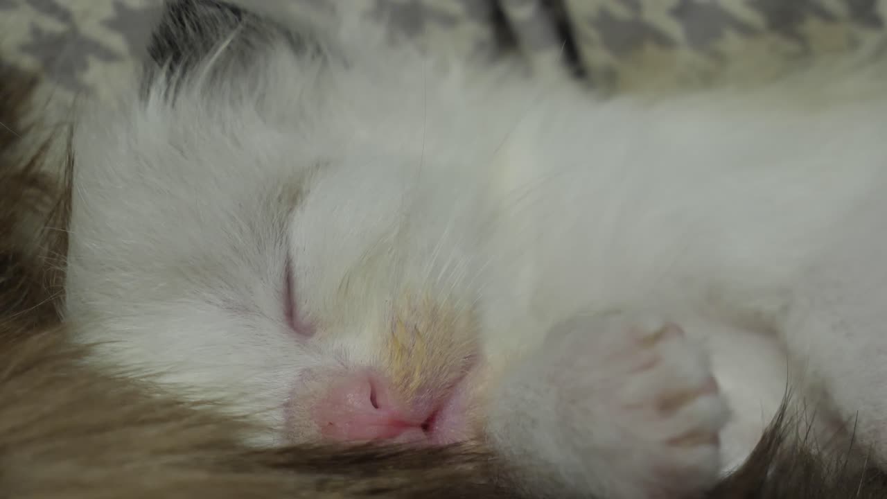 평화로운 사랑 신뢰 따뜻한 잠자는 고양이